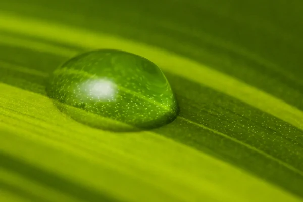 stock image Water drop green leaf