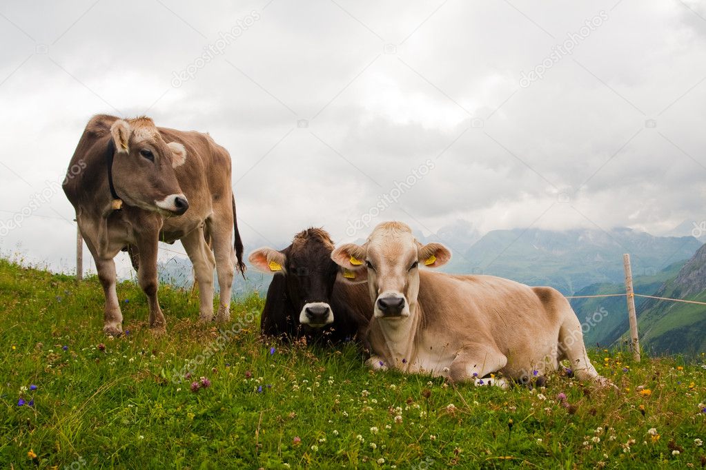 Group of alpine cows looking at camera