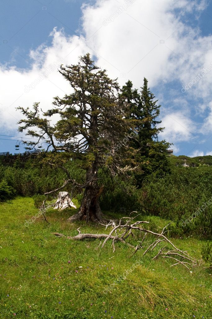 Old tree on an alpine hill