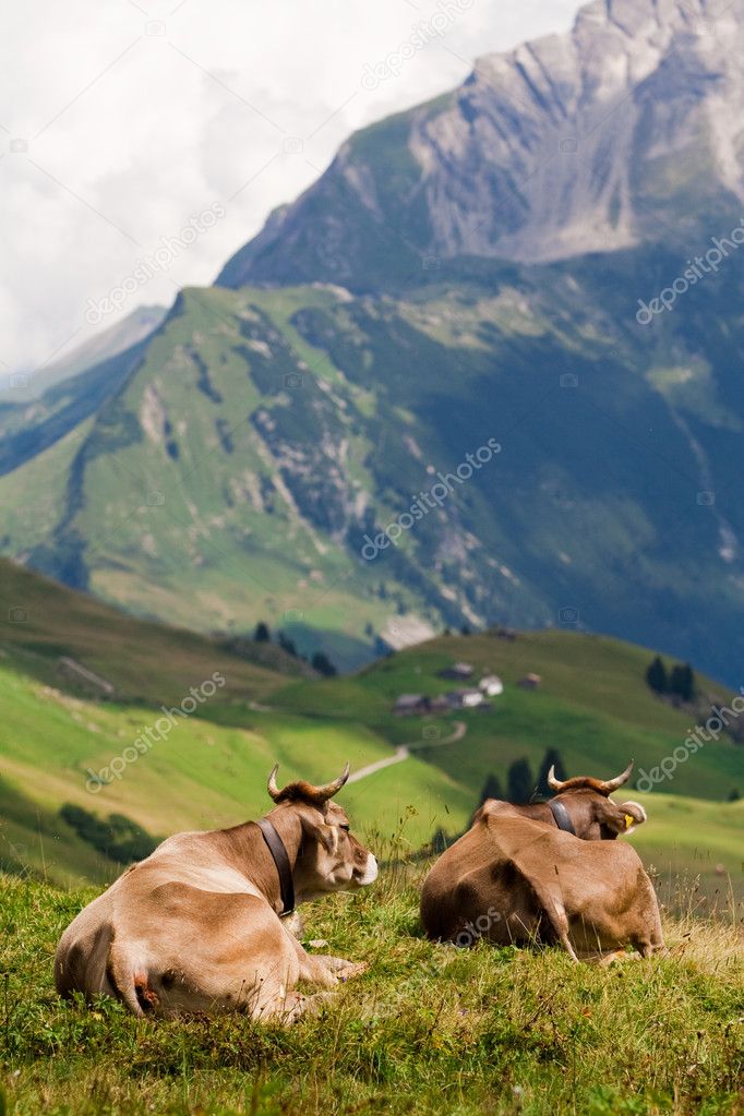 Two cows enjoing a view