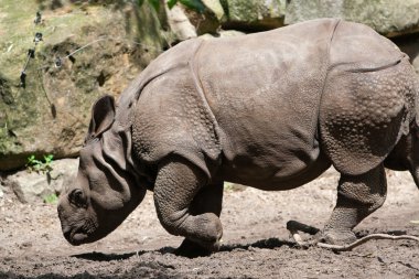 Rhino in zoo clipart