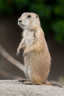 Standing prarie dog clipart