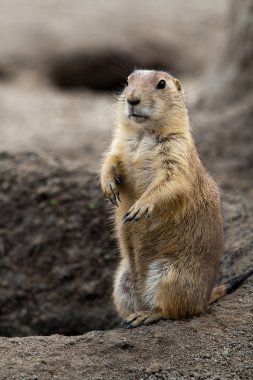 Prarie dog stading next to hole clipart