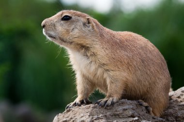 Prarie dog looking sitting of the ground clipart