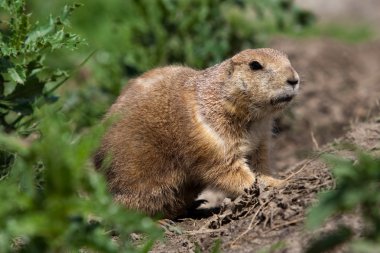 Prarie dog looking out of shelter clipart