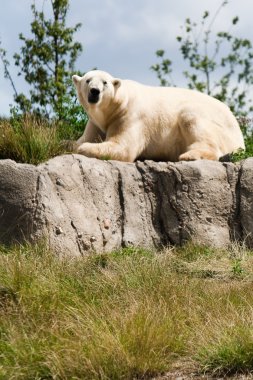 Polar bear on a green meadow clipart