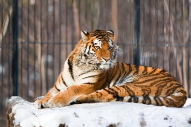 Siberian Tiger in Zoo clipart