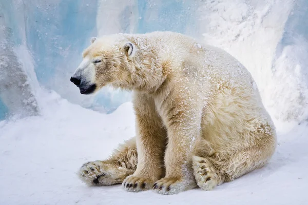 Уставший белый медведь зевает — стоковое фото