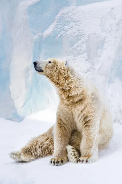 Молодий полярний ведмідь озирається навколо — стокове фото