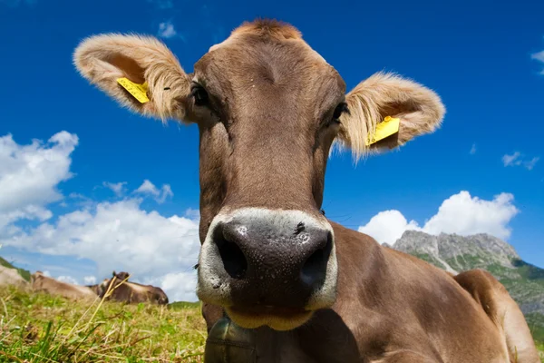 हिरव्या मधमाशावर अल्पिन गाय — स्टॉक फोटो, इमेज