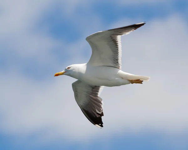 Flying seagull against sky wtih clouds — Stock Photo, Image
