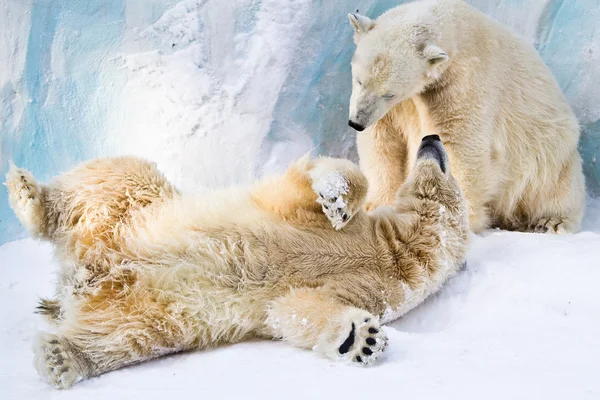 Пара молодых медведей — стоковое фото