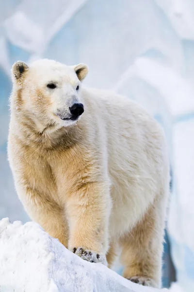 Isbjörn i djurpark — Stockfoto