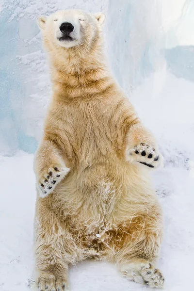 Joven oso polar disfrutando del sol — Foto de Stock