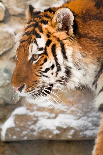 Сибирский тигр в зоопарке — стоковое фото