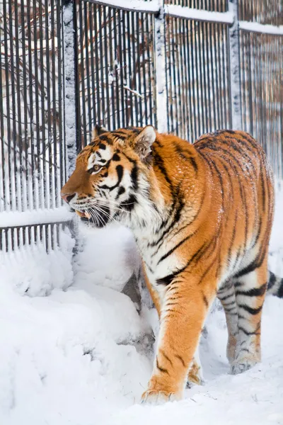 Сибирский тигр в зоопарке — стоковое фото