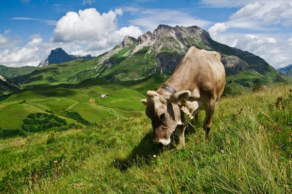 Vaca alpina comiendo en prado verde — Foto de Stock