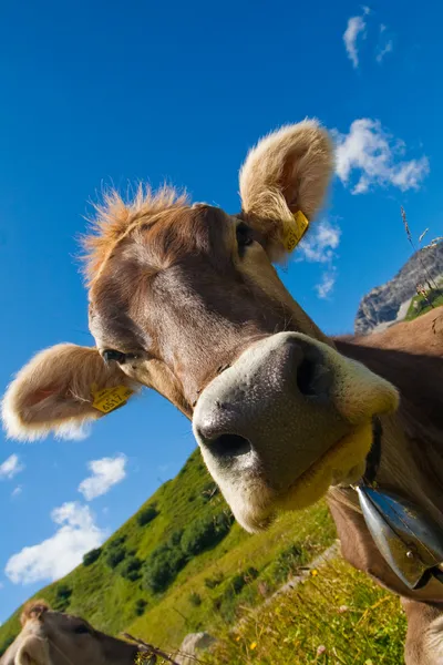 Альпійська корова на зеленому лузі — стокове фото
