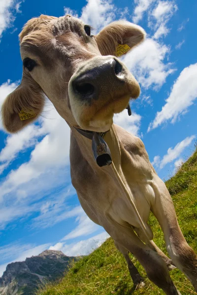 Vaca alpina no prado verde — Fotografia de Stock