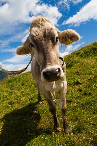 stock image Alpine cow on green meadow