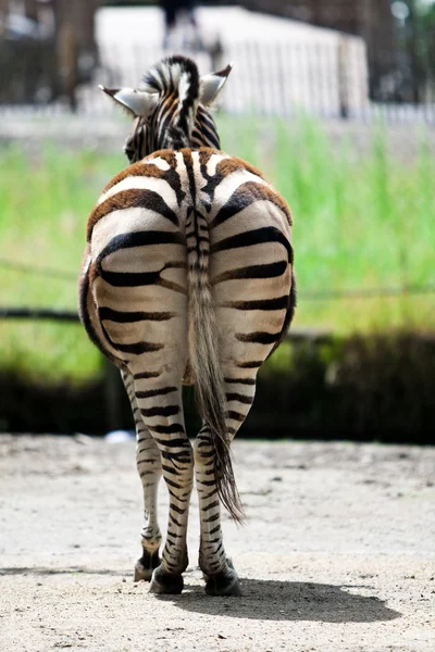 Zebra da vista de trás — Fotografia de Stock