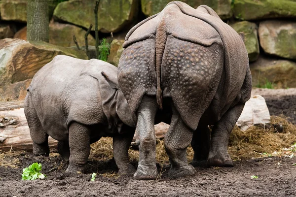 Familj av noshörningar — Stockfoto