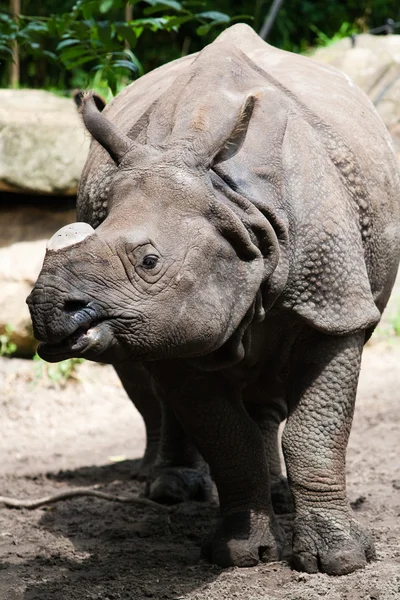 Rhino dans le zoo — Photo