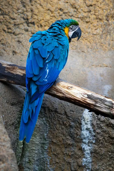 stock image Colorful big parrot on branch