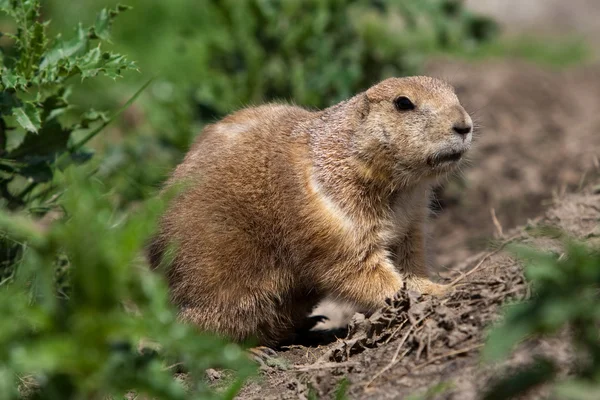 Prarie dog looking out of shelter — Stock Photo, Image
