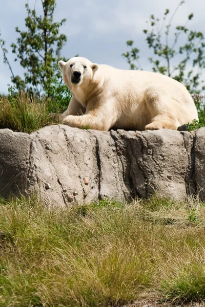Urso polar em um prado verde — Fotografia de Stock