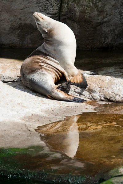 Seal enjoing the sun — Stock Photo, Image