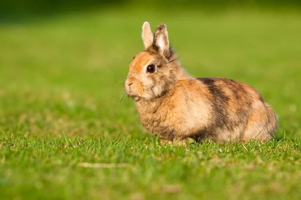 Pequeno coelho na grama — Fotografia de Stock