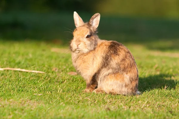 stock image Small rabbit on grass