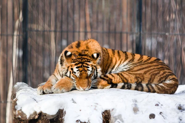 Sibirya kaplanı Hayvanat Bahçesi — Stok fotoğraf
