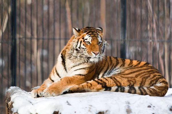 Tigre siberiano en el zoológico — Foto de Stock
