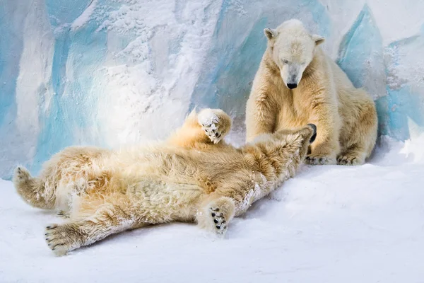 Casal de ursos polares — Fotografia de Stock