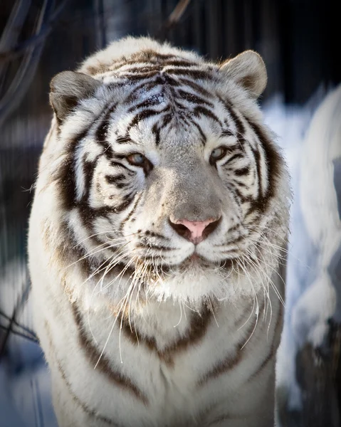 白虎 — ストック写真