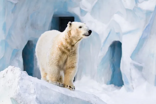 Білий ведмідь в зоопарку — стокове фото