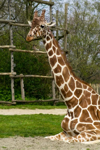 Сидящий взрослый жираф — стоковое фото
