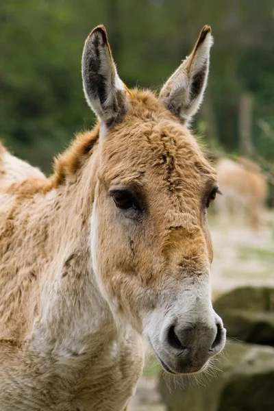 Donkey looking at camera — Stock Photo, Image
