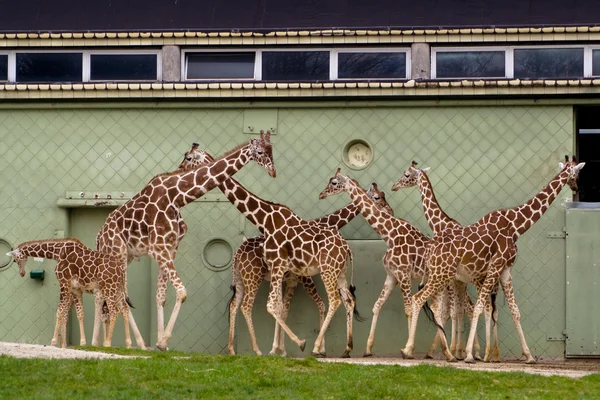 A zsiráfok család — Stock Fotó
