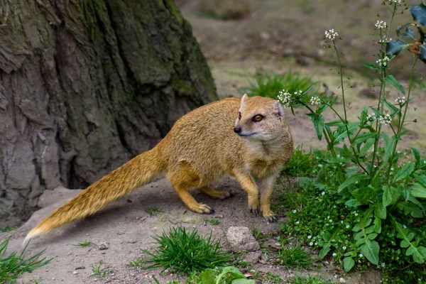 Żółty mongoose pod drzewem — Zdjęcie stockowe