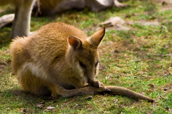 Yerdeki küçük kangoo — Stok fotoğraf