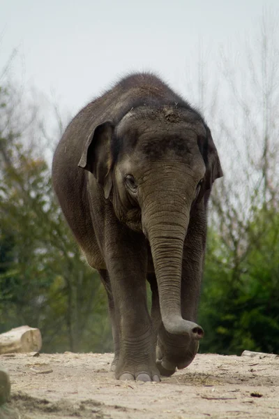 在动物园 elefant — 图库照片