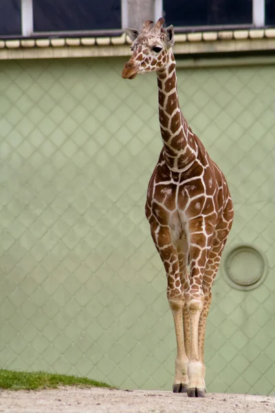 Giraff i zoo — Stockfoto