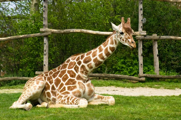 Girafa sentado — Fotografia de Stock