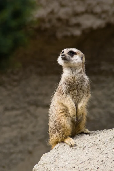 Stojący suricate — Zdjęcie stockowe
