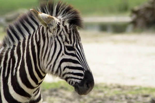 Zebra in the Zoo — Stock Photo, Image