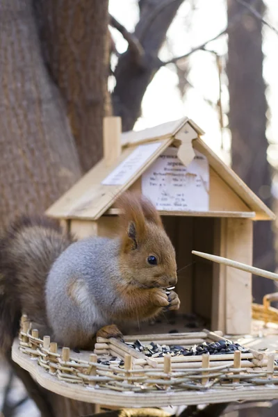 Squirrel 7 — Stock Photo, Image