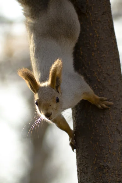 Squirrel 4 — Stock Photo, Image
